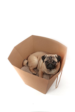 Pug in a big box. A box for flowers. Delivery of a gift for the holiday.Delivery of a gift for the holiday.The dog looks out of the box. Space for copying. Isolated object.Top view.の写真素材