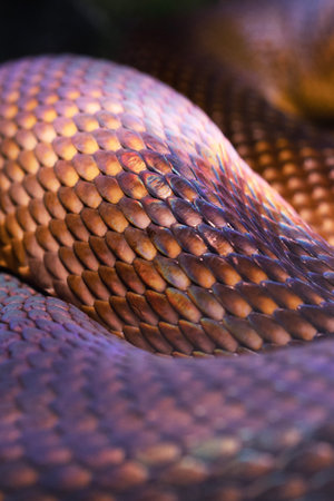 Snake texture close-up. Snake print. The pythons skin is anthracite in color. Close-up for background and wallpaper.の写真素材
