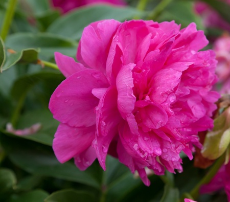 Magenta gigant is in the very bloomの写真素材