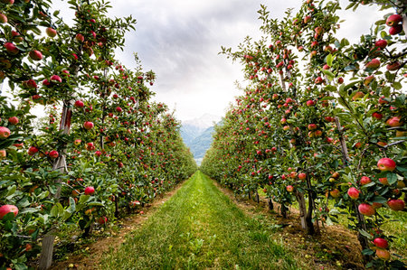 Red apple garden at the sunset in Italy