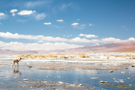 Vicugna walking near Aguas Termales de Polques in mountains of Boliviaの写真素材