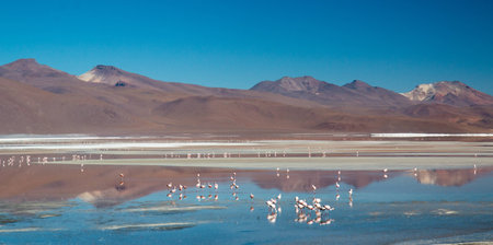 Flamingos at Laguna Colorada Red Lagoon Boliviaの写真素材