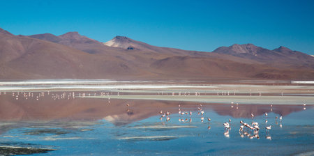 Flamingos at Laguna Colorada Red Lagoon Boliviaの写真素材