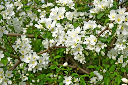 White flowers on a background of green apple leavesの写真素材