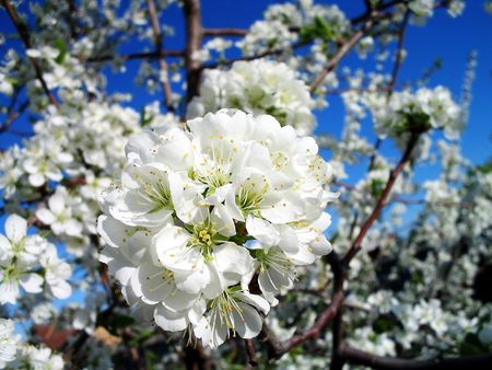inflorescence flowering plum against the background of leaves and blue skyの写真素材