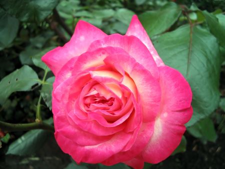 Blooming pink roses against a background of green leavesの写真素材