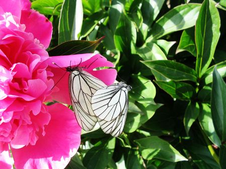Butterflies a pion on a background of leavesの写真素材