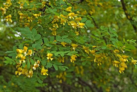 Flowering acacia with yellow flowers and green leaves, struck aphidsの写真素材