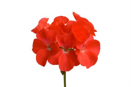 Red geranium flower on a white background (Isolated)の写真素材