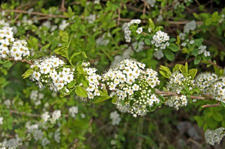 Flowering shrubs white blossoms against a background of green leaves