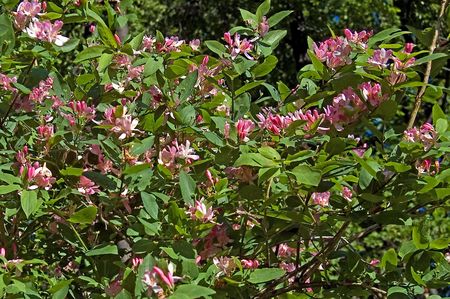 Flowering shrub with pink flowers dogberryの写真素材