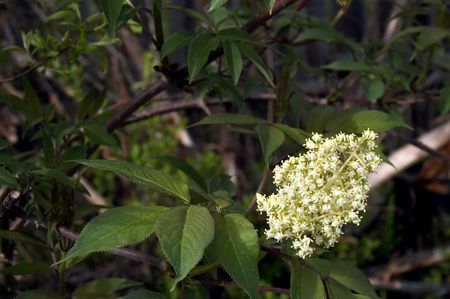 Blooming cream colored tree on the background branches and green leavesの写真素材