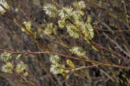 Flowering willow tree on a background of cinnamon sticksの写真素材