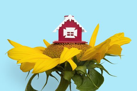 Red toy house on sunflower isolated on a blue backgroundの写真素材