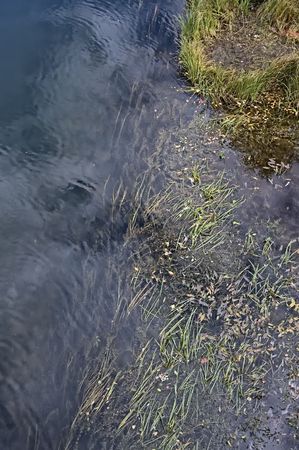 Water, the ripples on the water surface, the grass in water and on shore, fallen leaves fall dayの写真素材