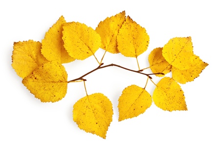 Sprig of birch with yellow leaves isolated on white backgroundの写真素材