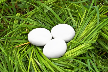 Three white eggs in a nest of green grassの写真素材
