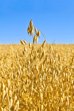 Golden stalk of oats on the background field and blue skyの写真素材