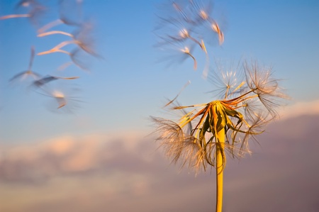 The golden dandelion with flying seeds against the blue sky and pink clouds