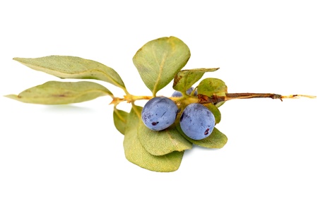 Blue honeysuckle berries on a branch with green leaves isolated on white backgroundの写真素材