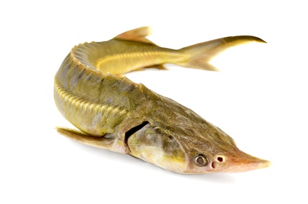 Sturgeon fish isolated on white backgroundの写真素材