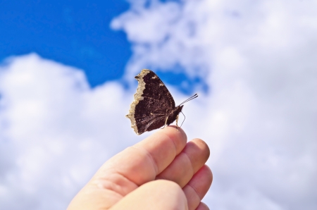 Brown butterfly with white patterns on the wings folded on a female hand on a background of blue sky and white cloudsの写真素材