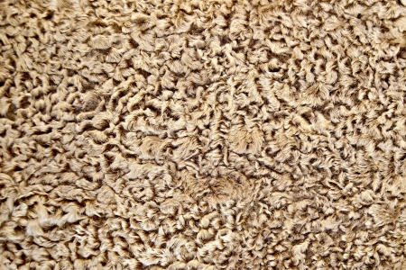 Texture of brown astrakhanの写真素材