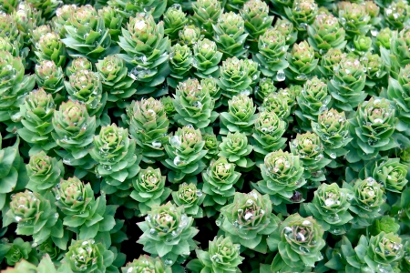 The texture of the plant Rhodiola Rosea with water drops on leaves