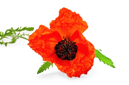 One red poppy with green leaves isolated on white backgroundの写真素材