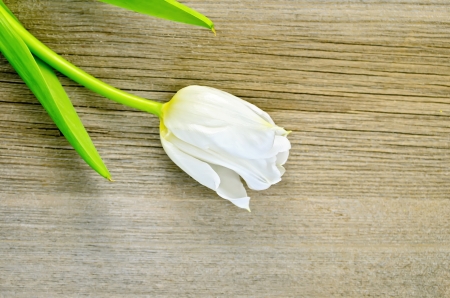 White tulip on a background of the old wooden boardsの写真素材