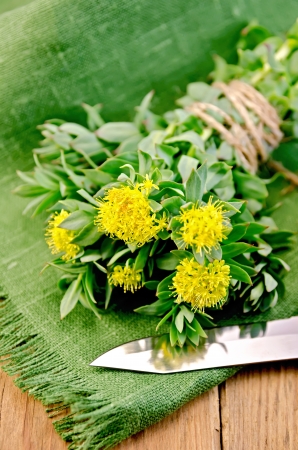 Rhodiola rosea flowers tied with string with a knife on a green napkin on a wooden boards