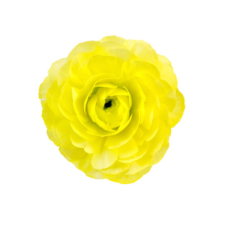 One yellow flower ranunculus isolated on white 