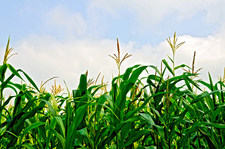 Corn in a corn field on a background of blue sky and white clouds