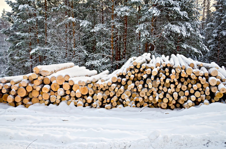 Stack of wood in the winter on a background of trees, snow, sky