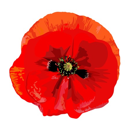 Poppy redのイラスト素材