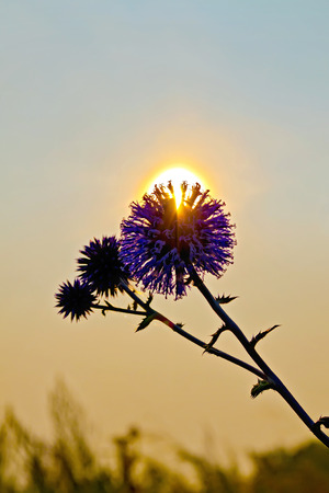Flower spiny at sunsetの写真素材