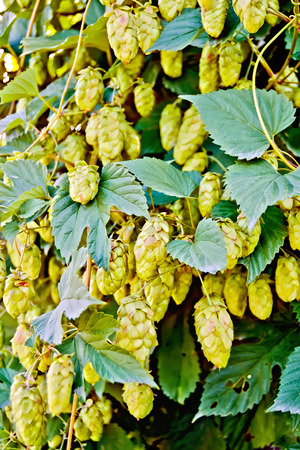 Hops blooming with leavesの写真素材