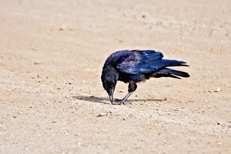 Jackdaw on river sand