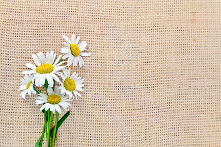 Camomile on sackingの写真素材