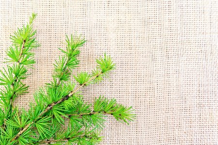 Fir on sackingの写真素材