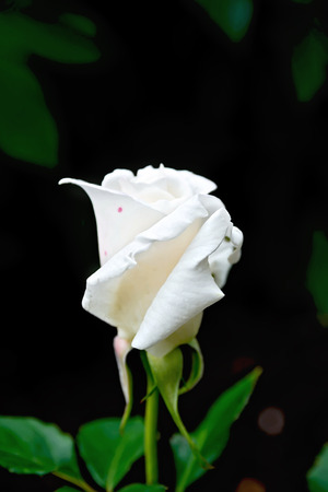 Rose whiteの写真素材