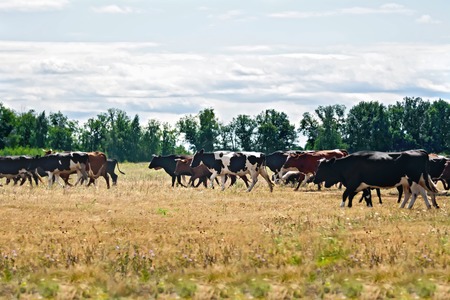 Cows black and white and brown on meadowの写真素材