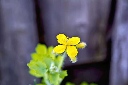 Yellow celandine flower with green leaves in the background of the old wooden boardsの写真素材