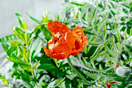 Poppy red decorative on a background of green leavesの写真素材
