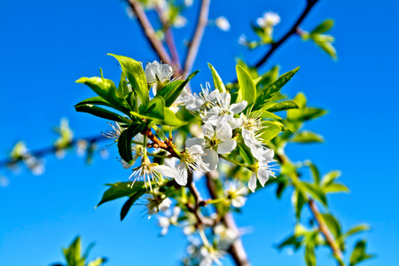 White plum blossoms against a blue sky