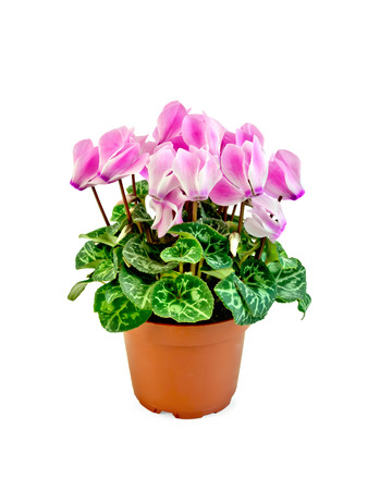 Pink cyclamen flowers with green leaves in a brown pot isolated on white backgroundの写真素材