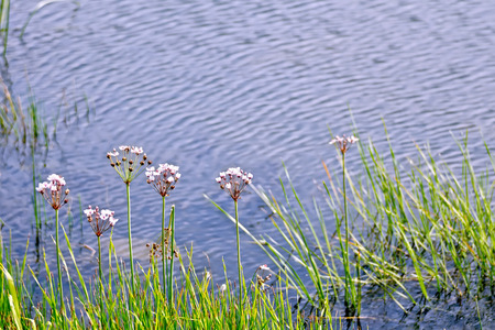 White and pink Butomus umbellatus flowers against the background of the lake waterの写真素材