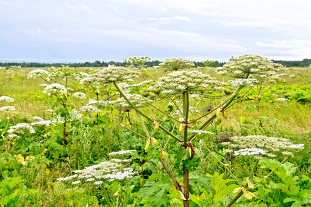 Field with blooming white flowers of Hogweed Sosnowski