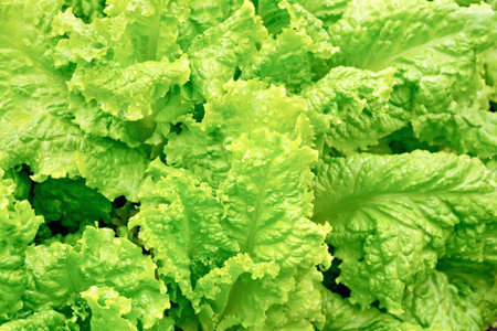 Texture of lettuce green leavesの写真素材