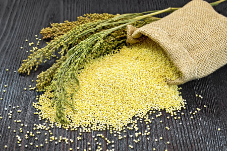 Millet groats on the table and in a bag of burlap, stalks with ears of millet on the background of wooden boardの写真素材
